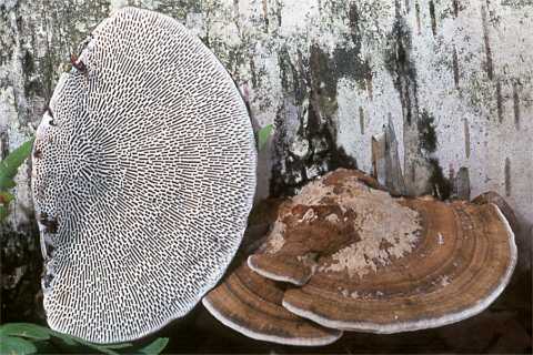 Daedaleopsis confragosa